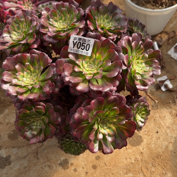 050维纳斯官服30左右2