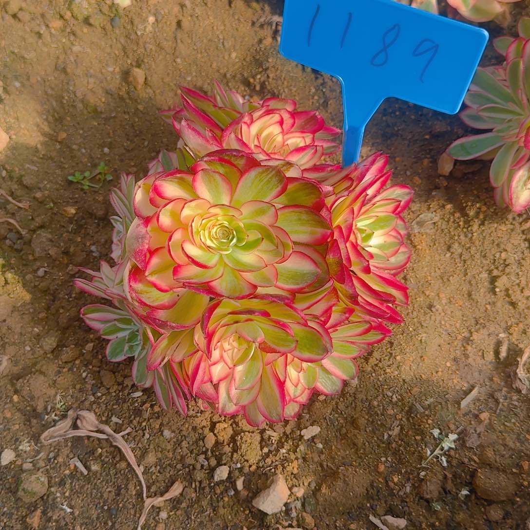 1189倾城多肉哦哦哦