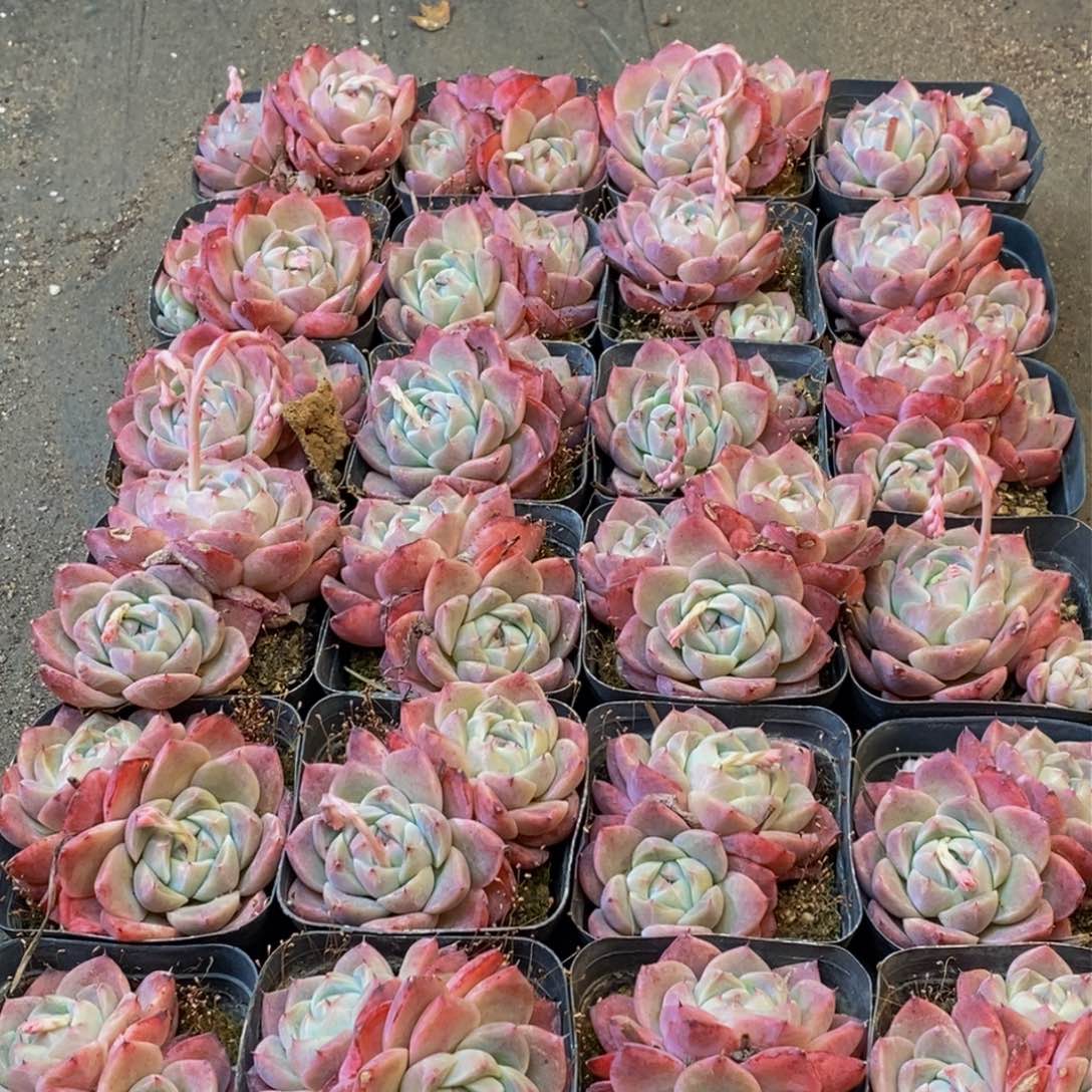 215的人在一起了。我是个