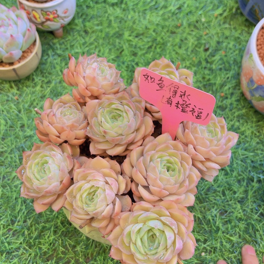 贾***J云南金致家精品多肉