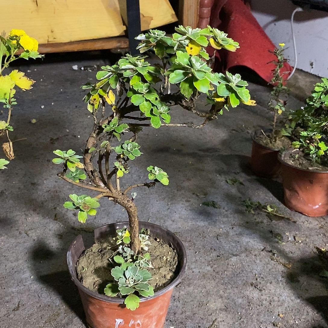 懒***了完全开放菊花菊花