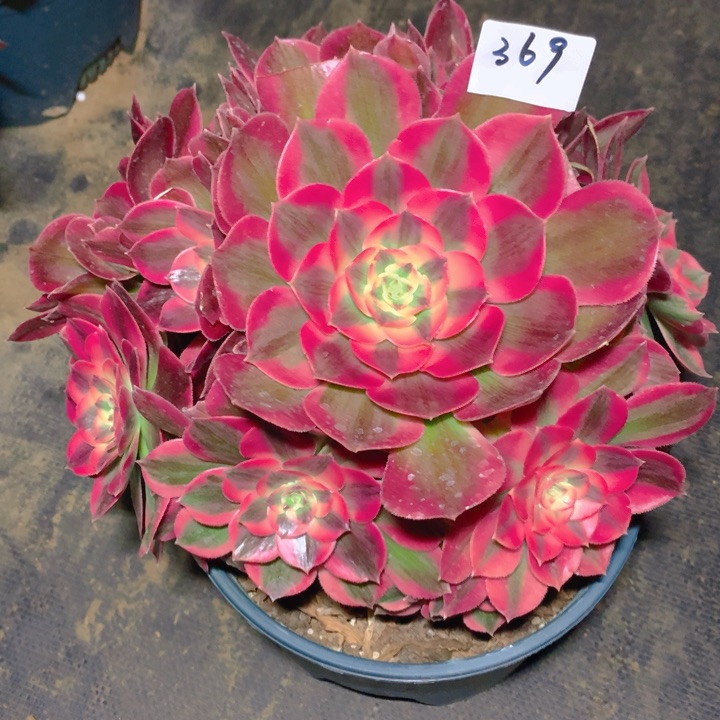 369粉女郎精品法师多肉