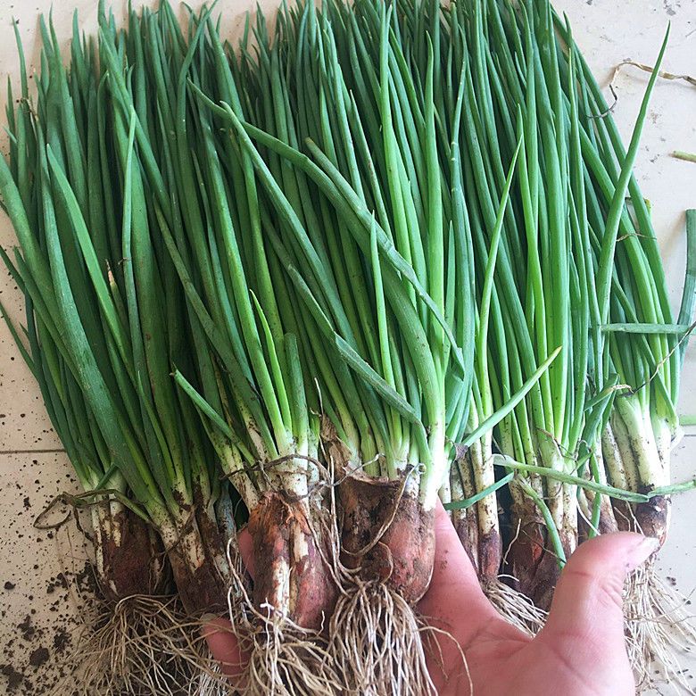 四川农户自种露天小香葱