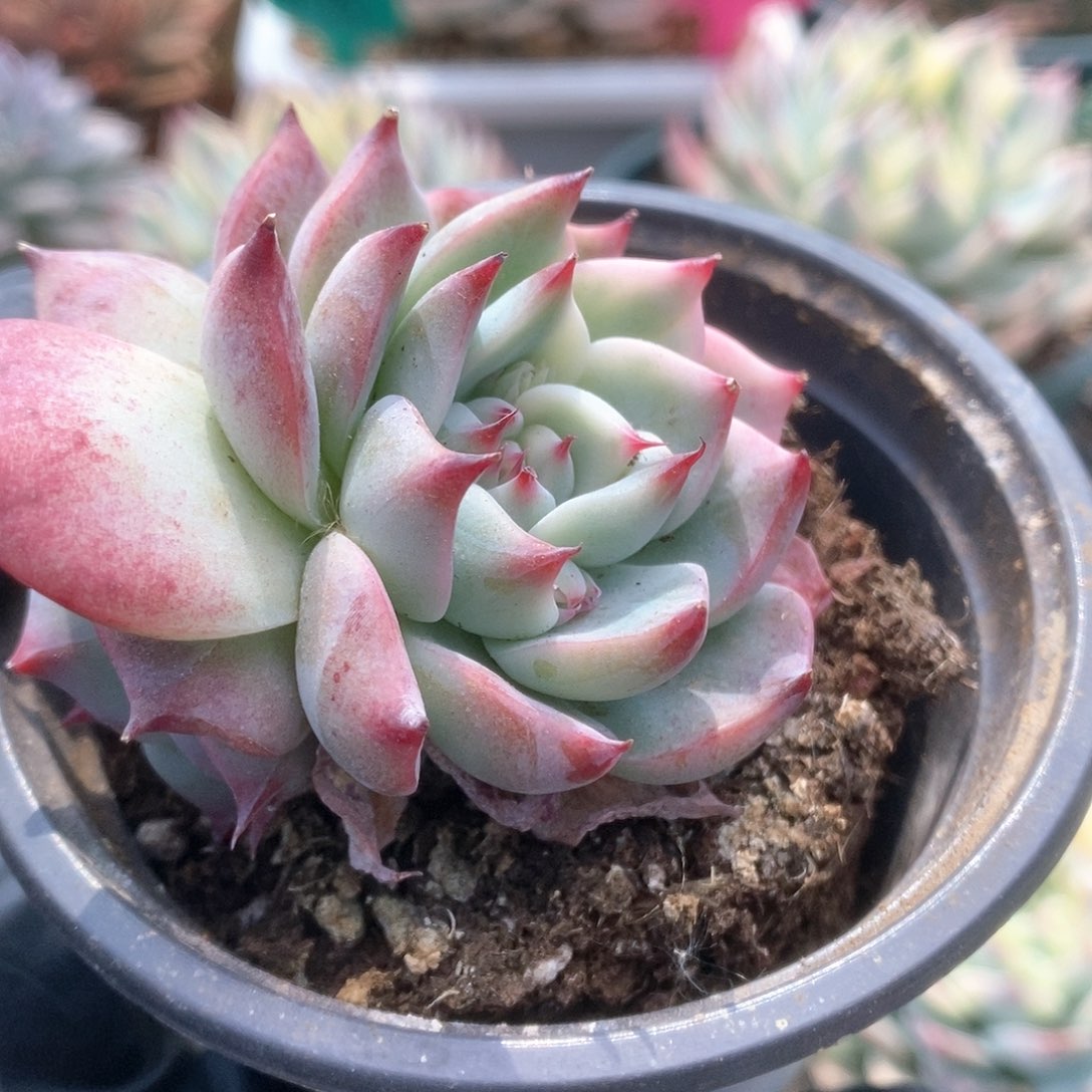 015锦锦锦锦锦锦锦锦