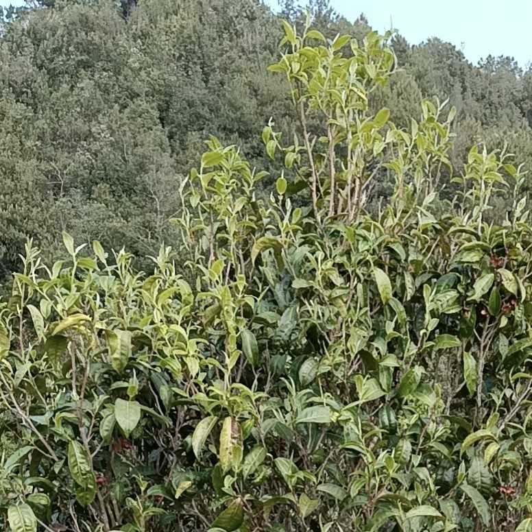 2025年秋新云南高山绿茶清爽清甜回甘初级农副产品