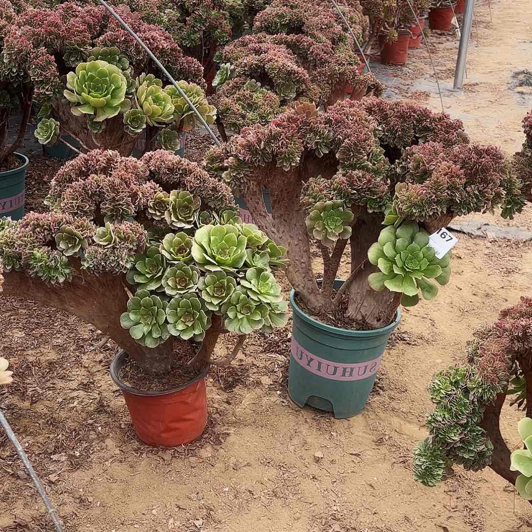 用****0167两颗玫瑰缀多肉植物