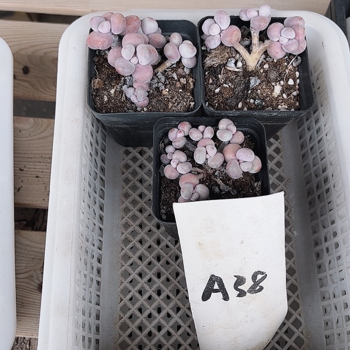 好***己38密密麻麻密密麻麻