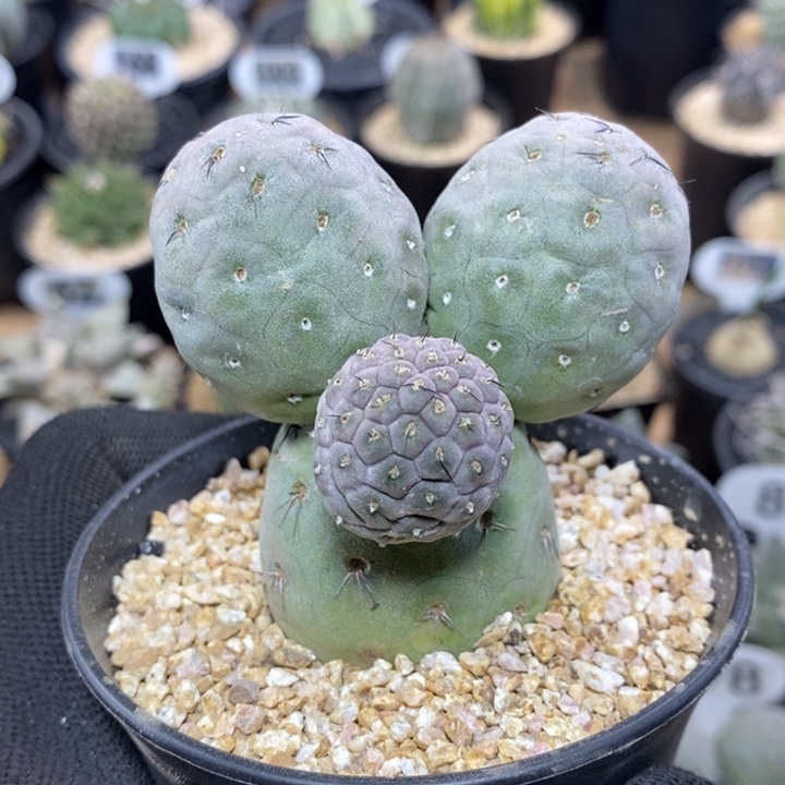 米奇习志野327号6.5cm