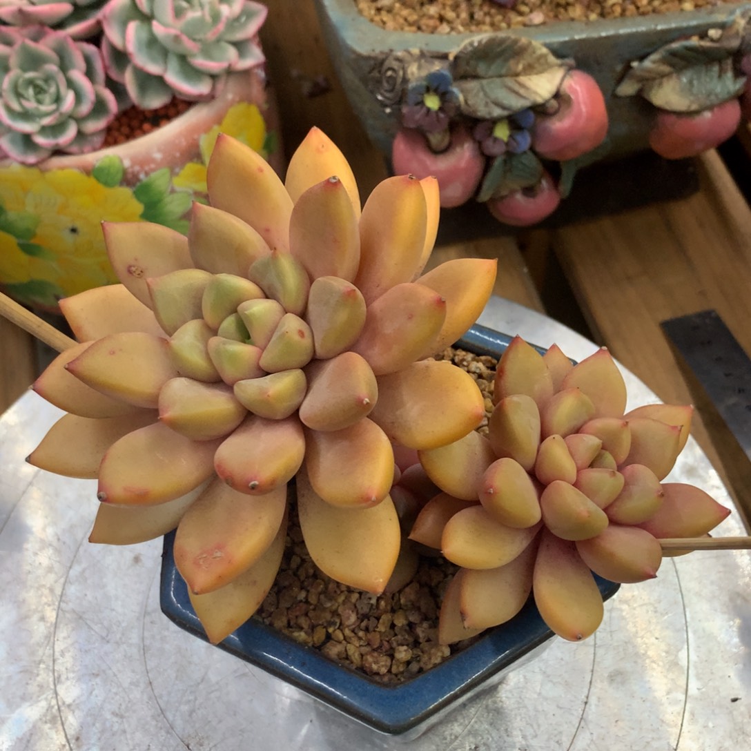 象牙啦啦啦啦啦啦