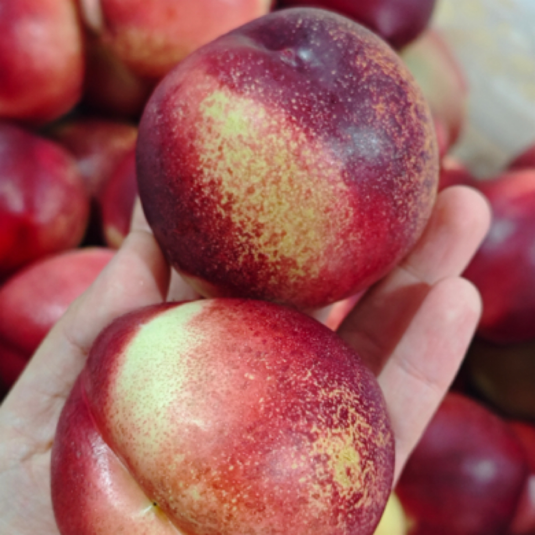 【顺丰】季节限定智利 白油桃大果一份 净重4斤（仅发南京）