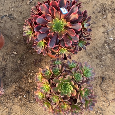 两颗法师一物一拍