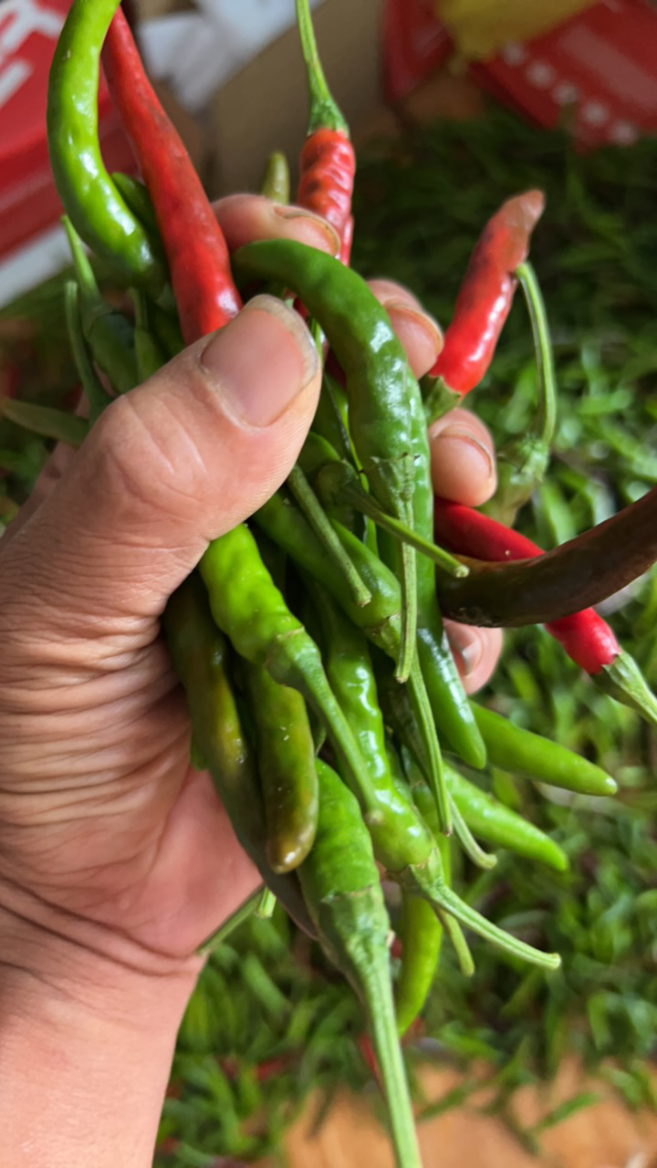 现摘现发自种特辣小米椒青红混合