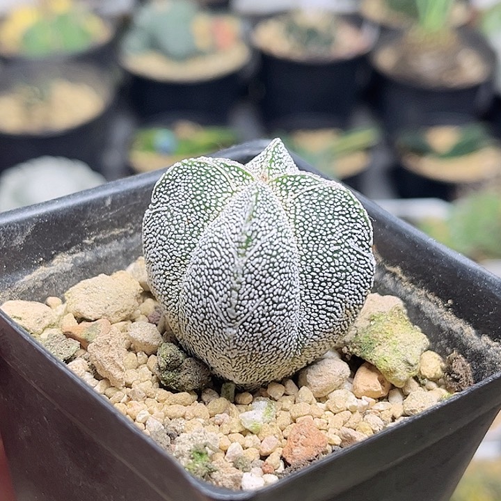 带v恩冢鸾凤玉实生球