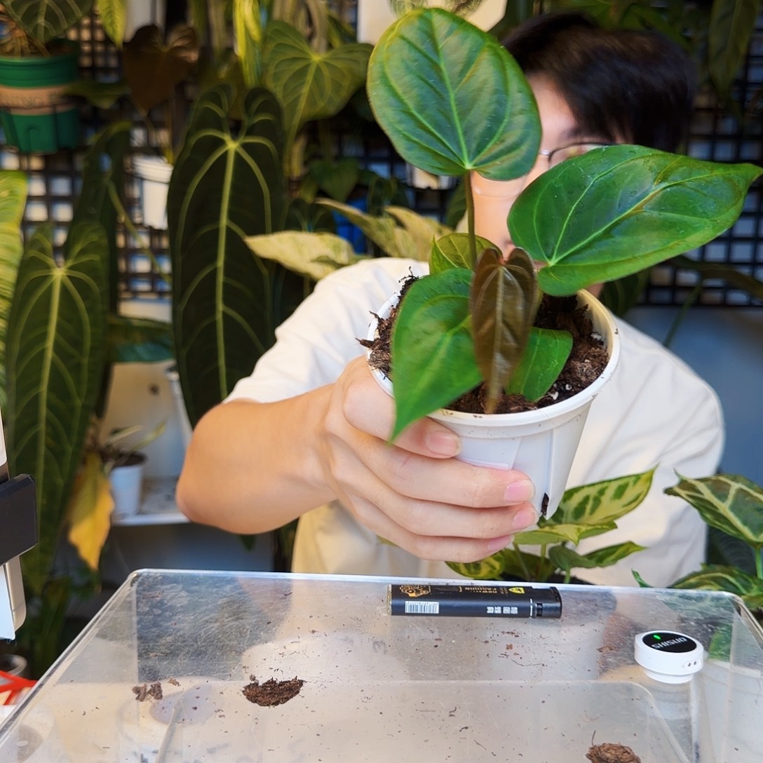 不开花植物T29 kos杂