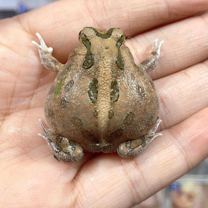 角蛙214号原色波子角蛙