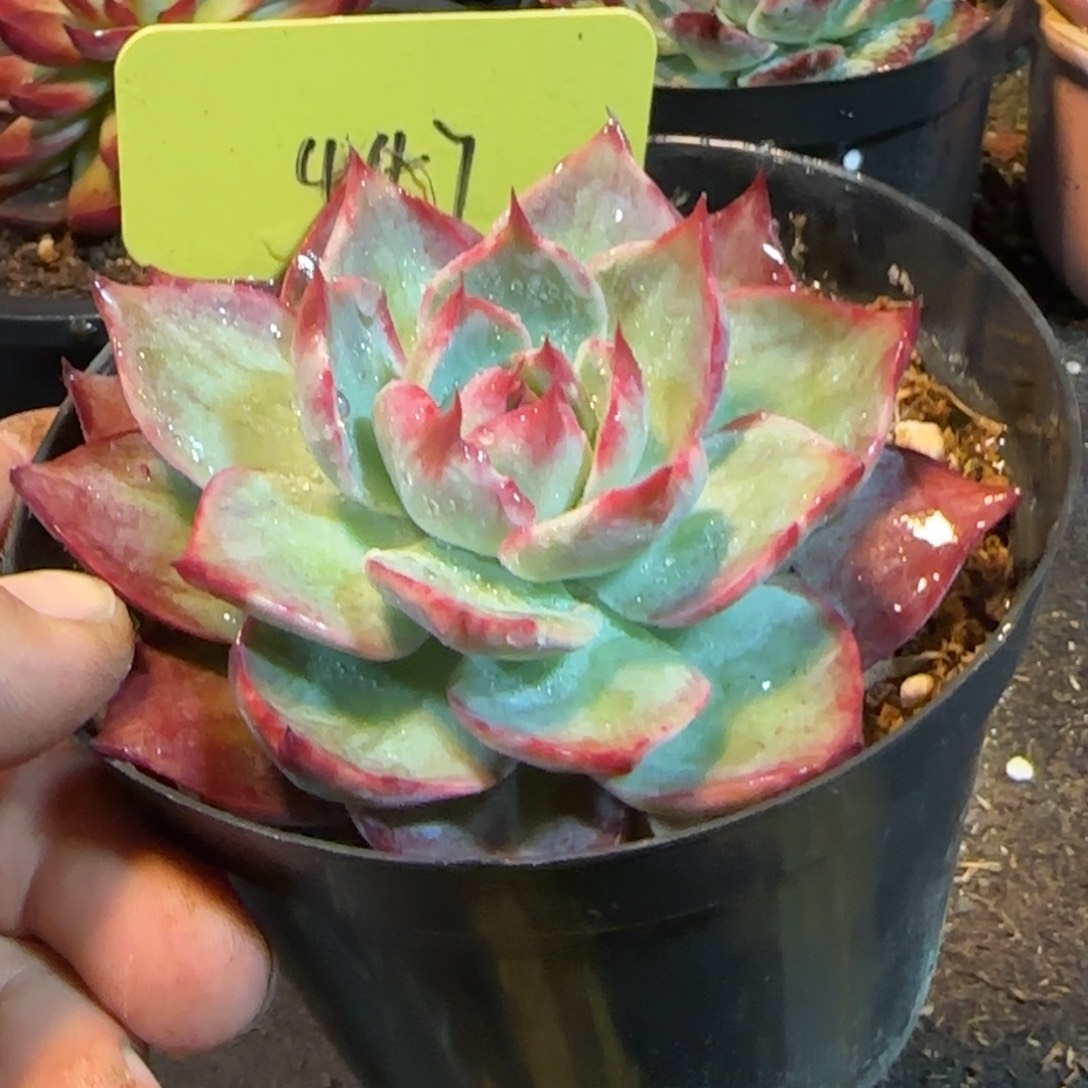 睫毛拉丝惊鸿一物一拍包装收缩花旱447