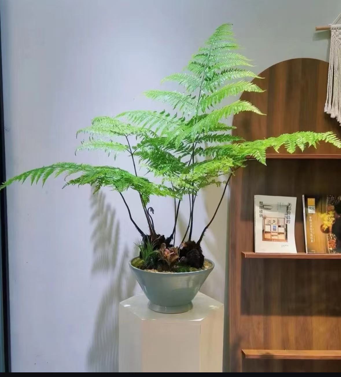 【一物一拍】虹鳞蕨中式茶空间桌面水培绿植好养易活