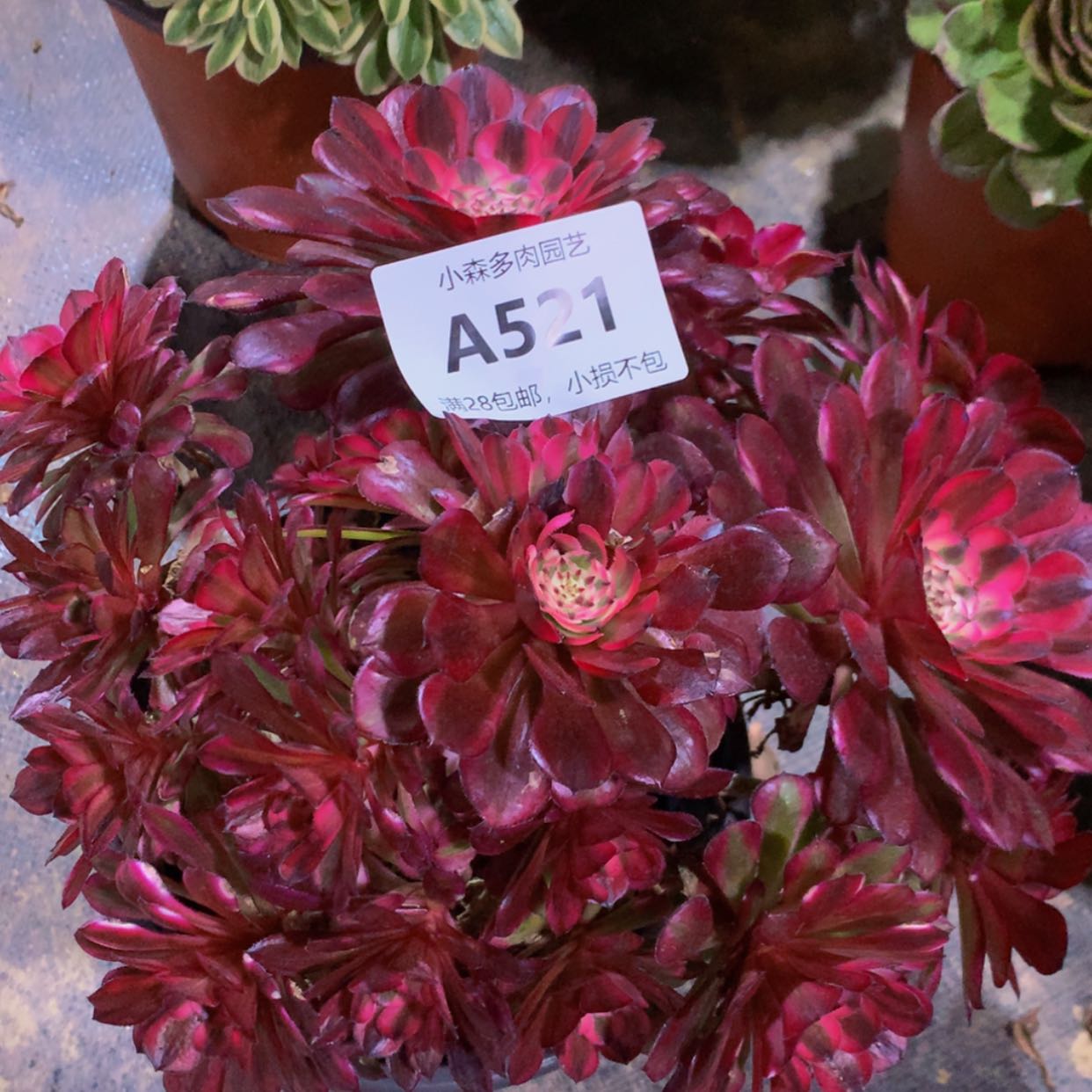 【闪购商品】521红彤多肉