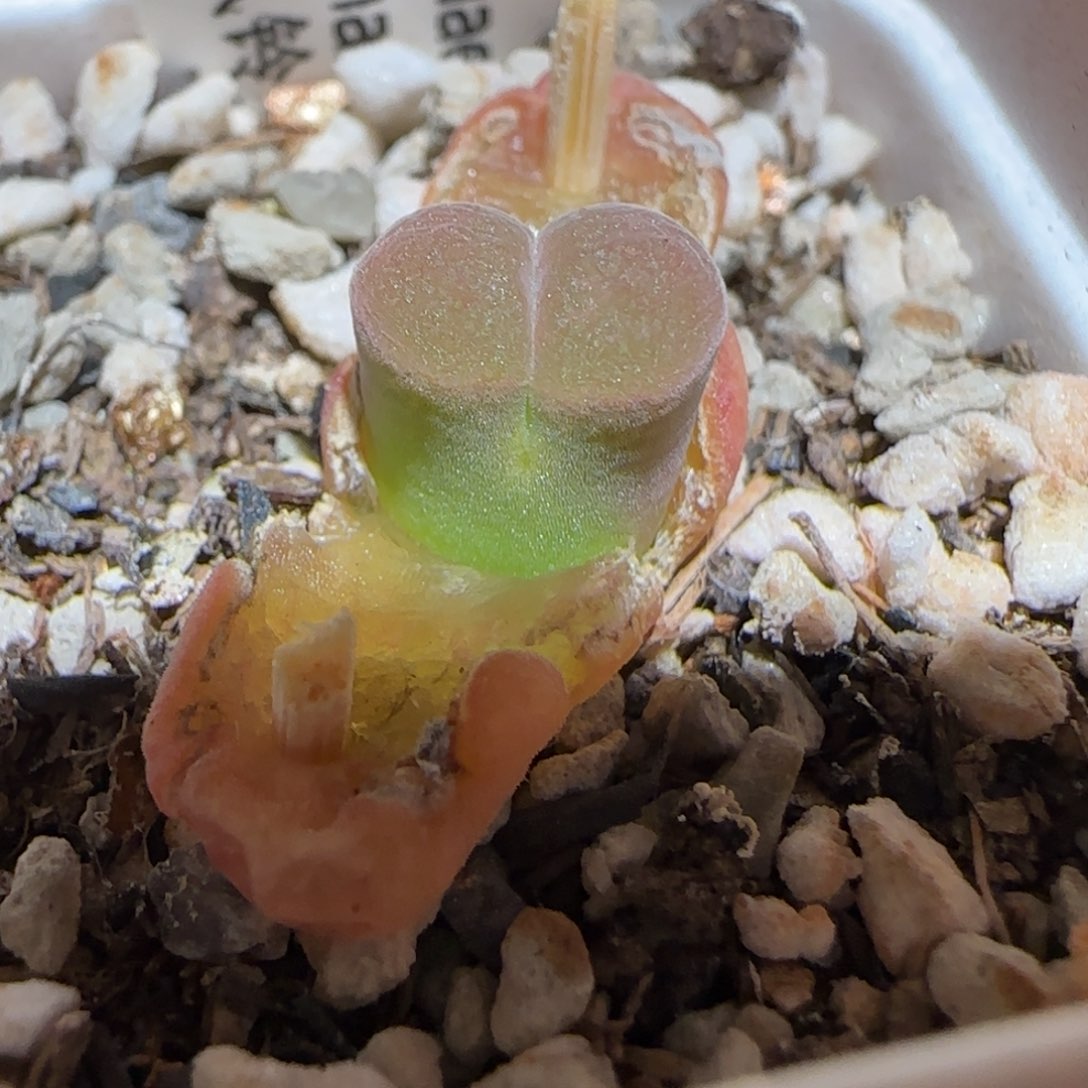 肉锥多肉植物百科-肯哈德846