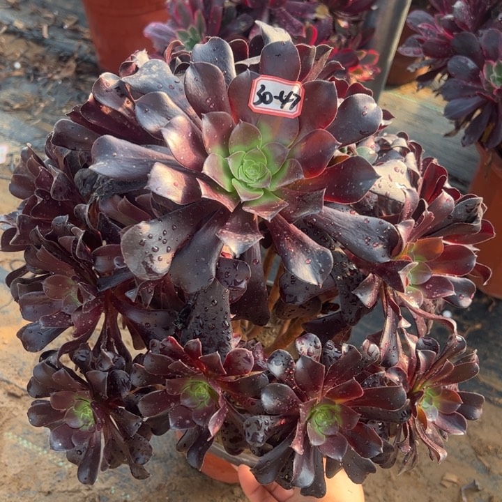 欧子多肉植物30-47