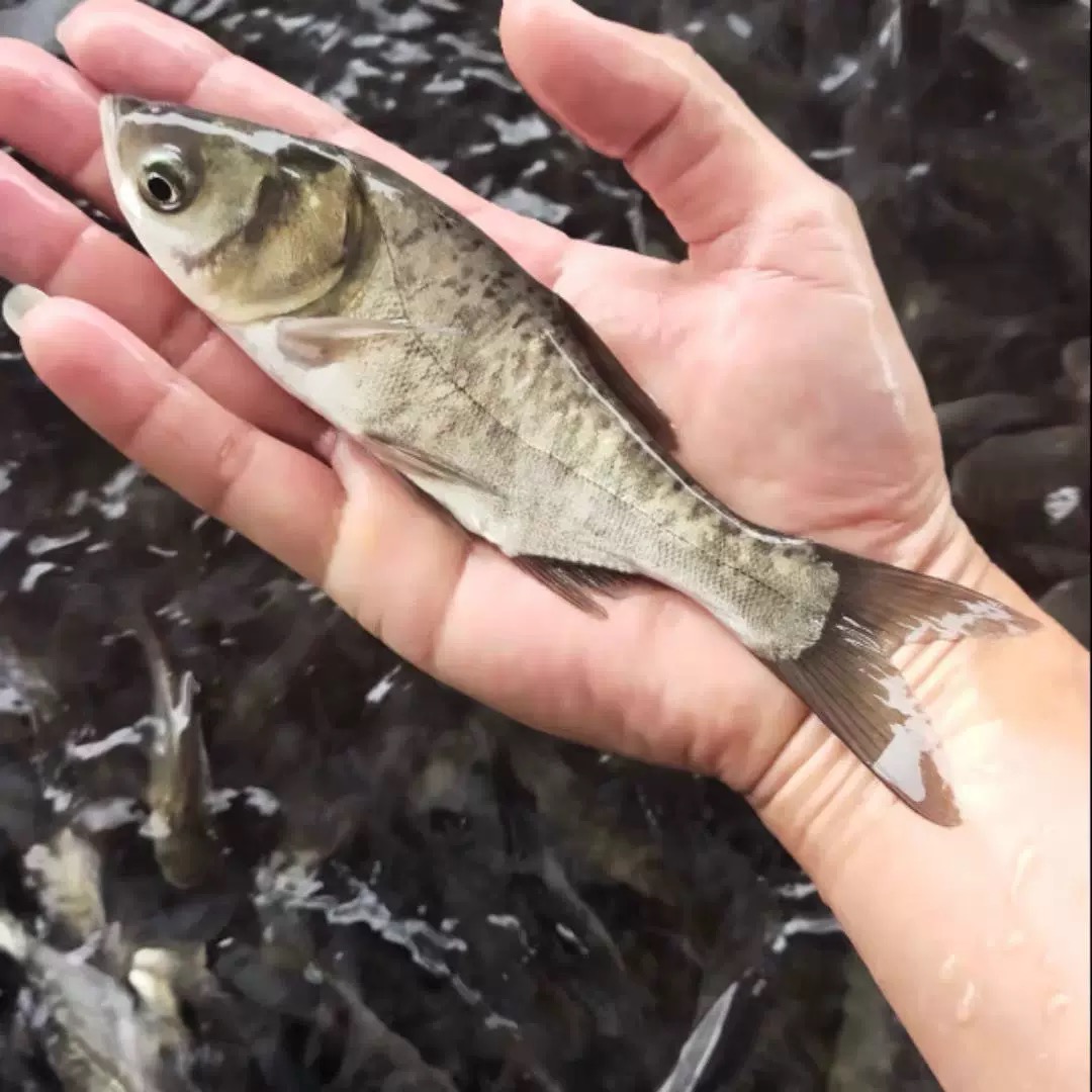 精选花鲢鱼宠物鱼淡水养殖水族活体观赏鱼