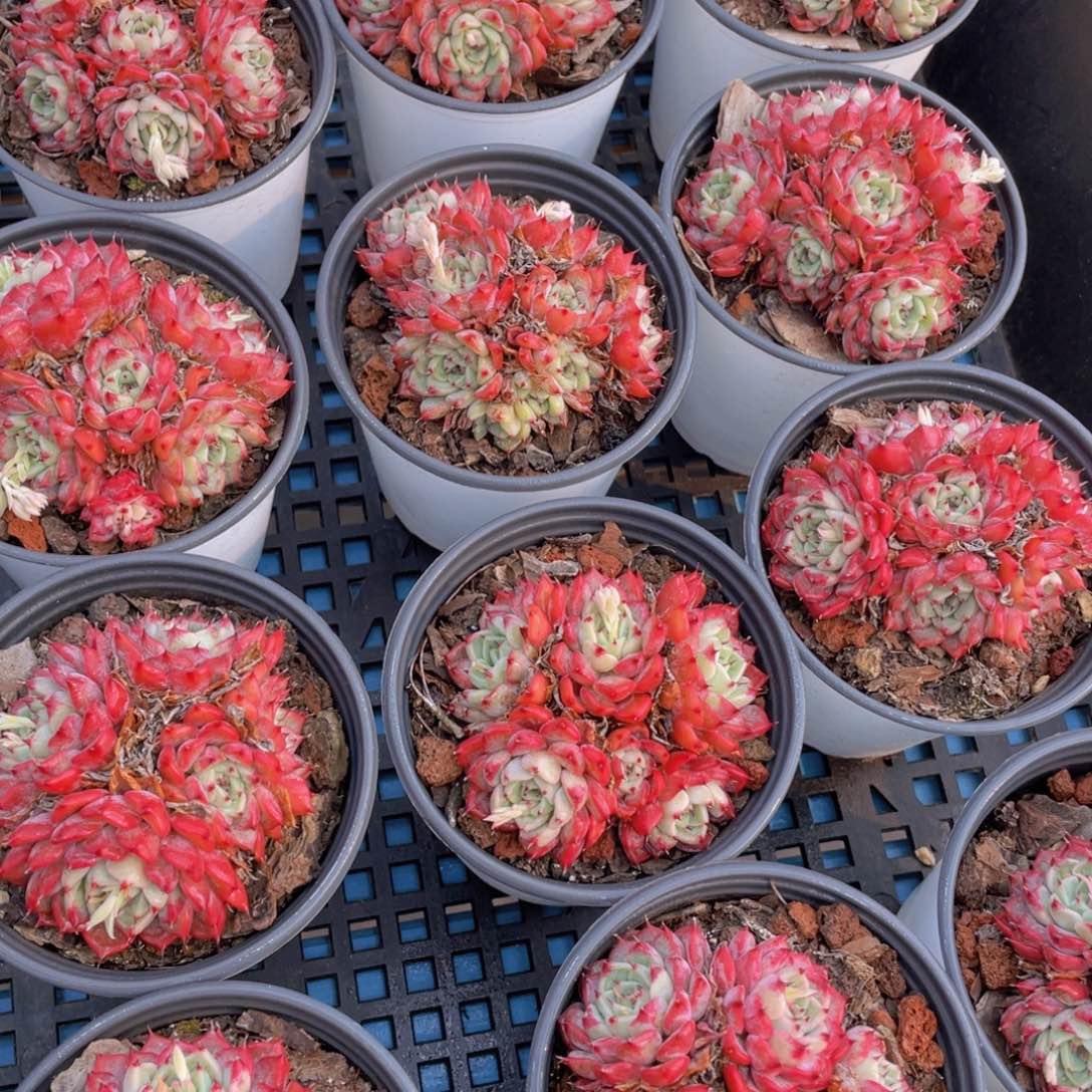 量拍27号 沙罗姬牡丹五头起大群生一个