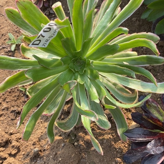 700微锦锦多肉植物