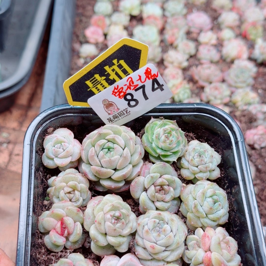 多肉植物多肉植物