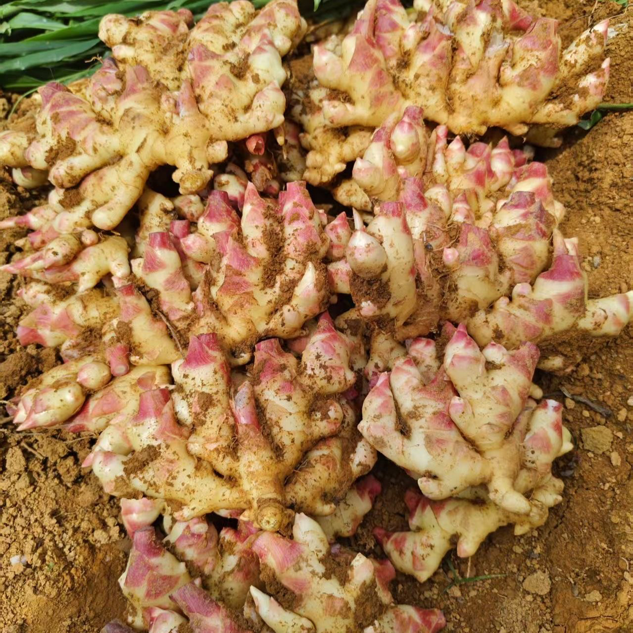 云南新鲜现挖小黄姜红芽嫩姜当季蔬菜可做泡姜