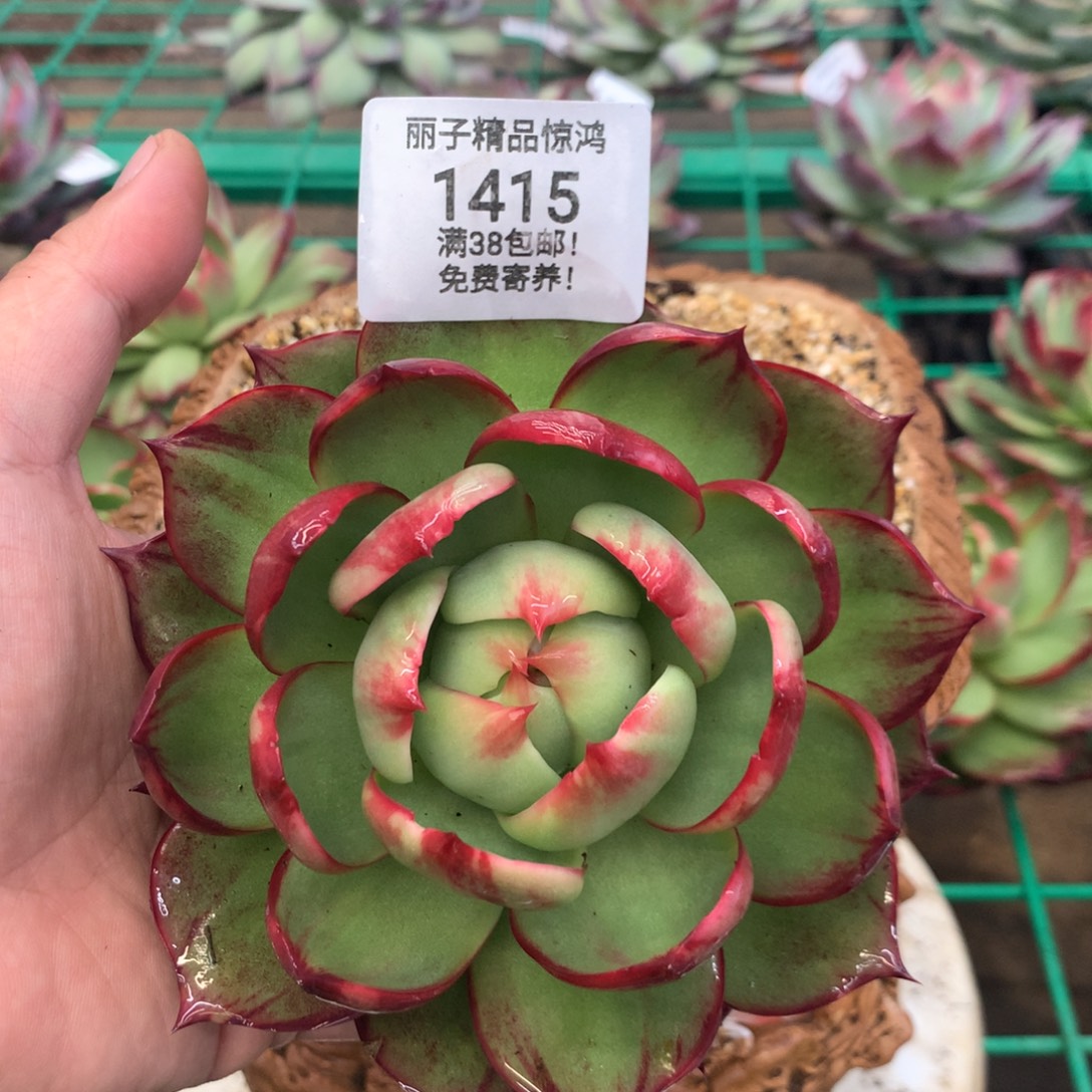 *****1415惊鸿。多肉植物。尺寸12