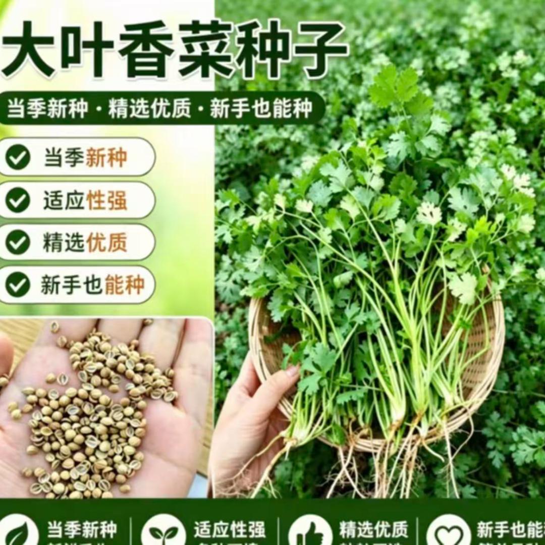抗寒冬根香菜大叶香菜耐寒越冬浓香耐抽苔阳台盆栽庭院地栽