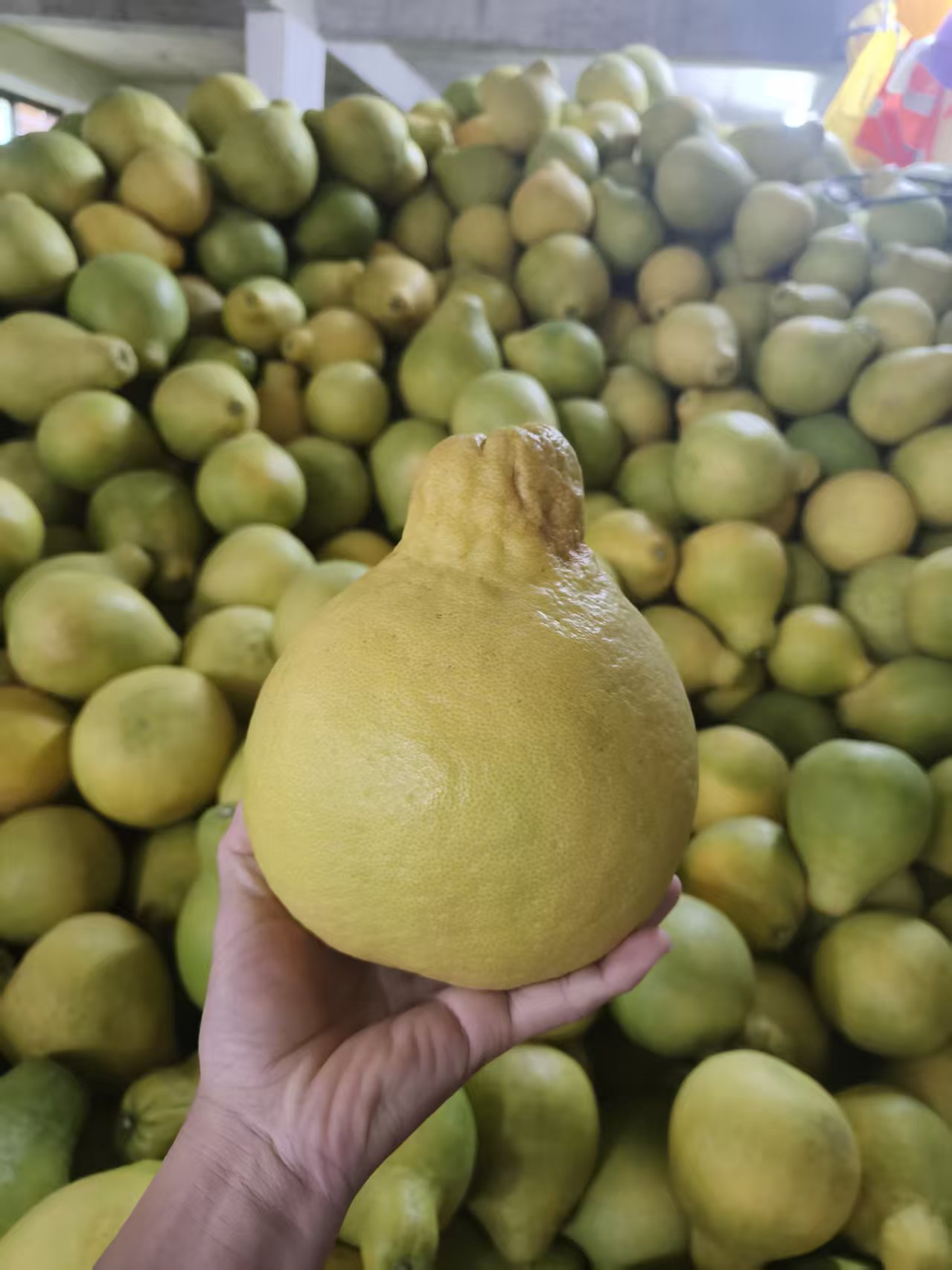 正宗梅县沙田柚，纯甜无酸，自家果园，产地直发，试吃装30斤