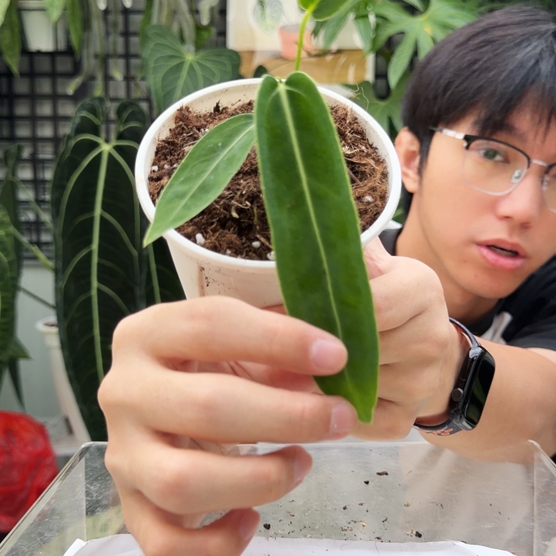 完全开放F91 火鹤后