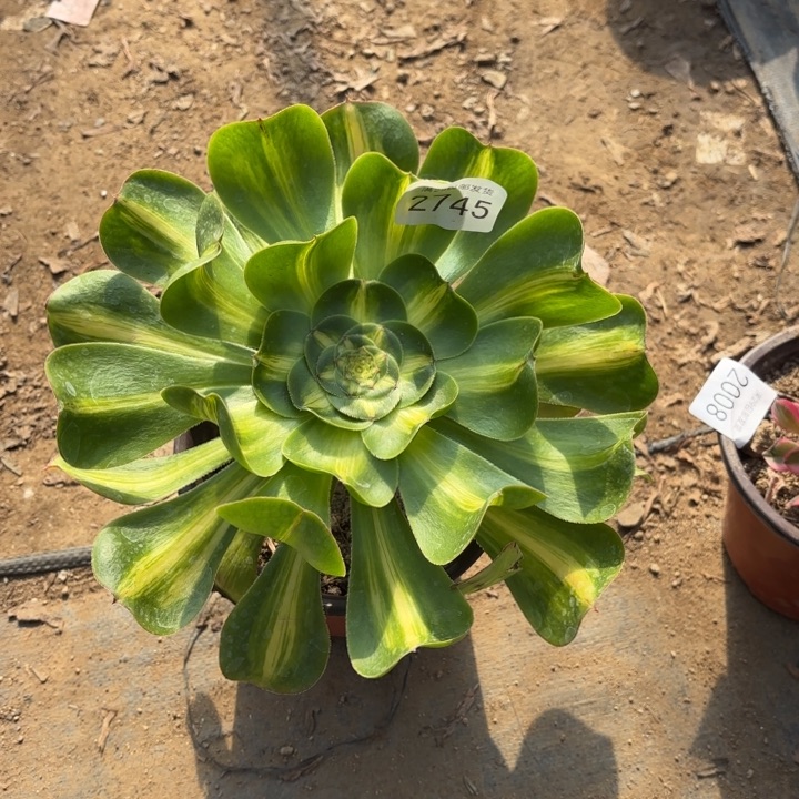 暴君多肉法师2745