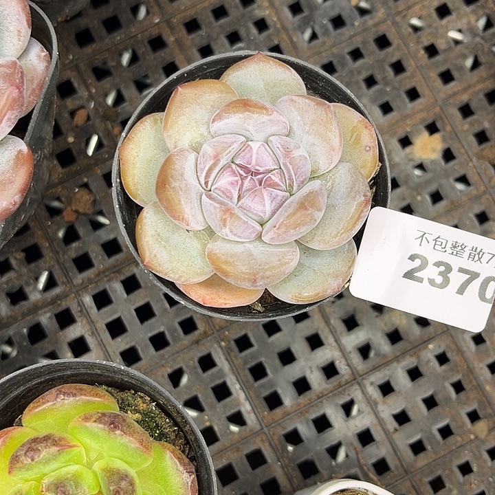 阿雅园艺。          2370星影