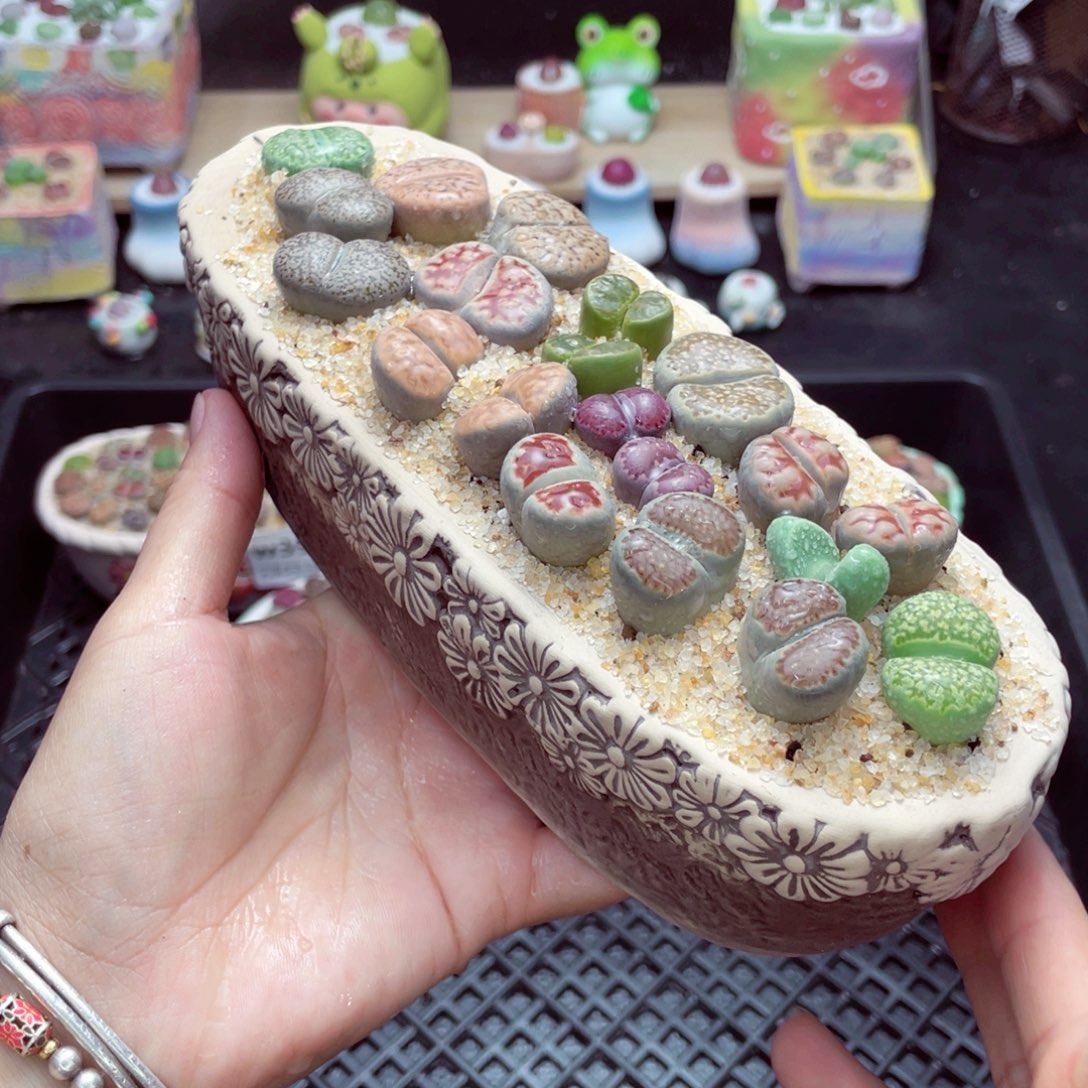 w3906 带盆土发货一物一拍