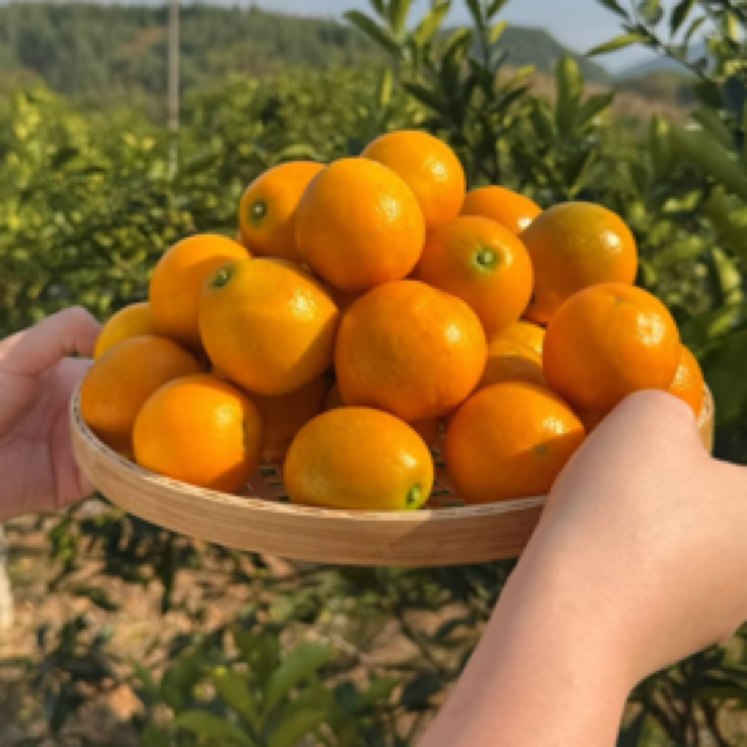 脆蜜金柑简装（500g）云南省