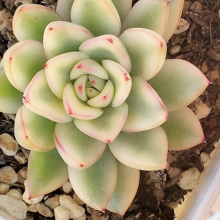 不知名一物一拍，