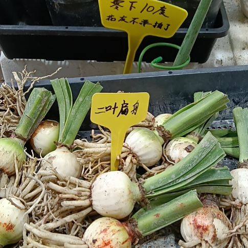 无花朵一叶扁舟3+发10个