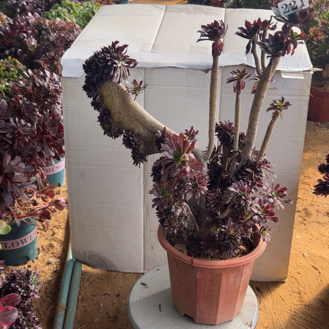 有伤黑缀221高40