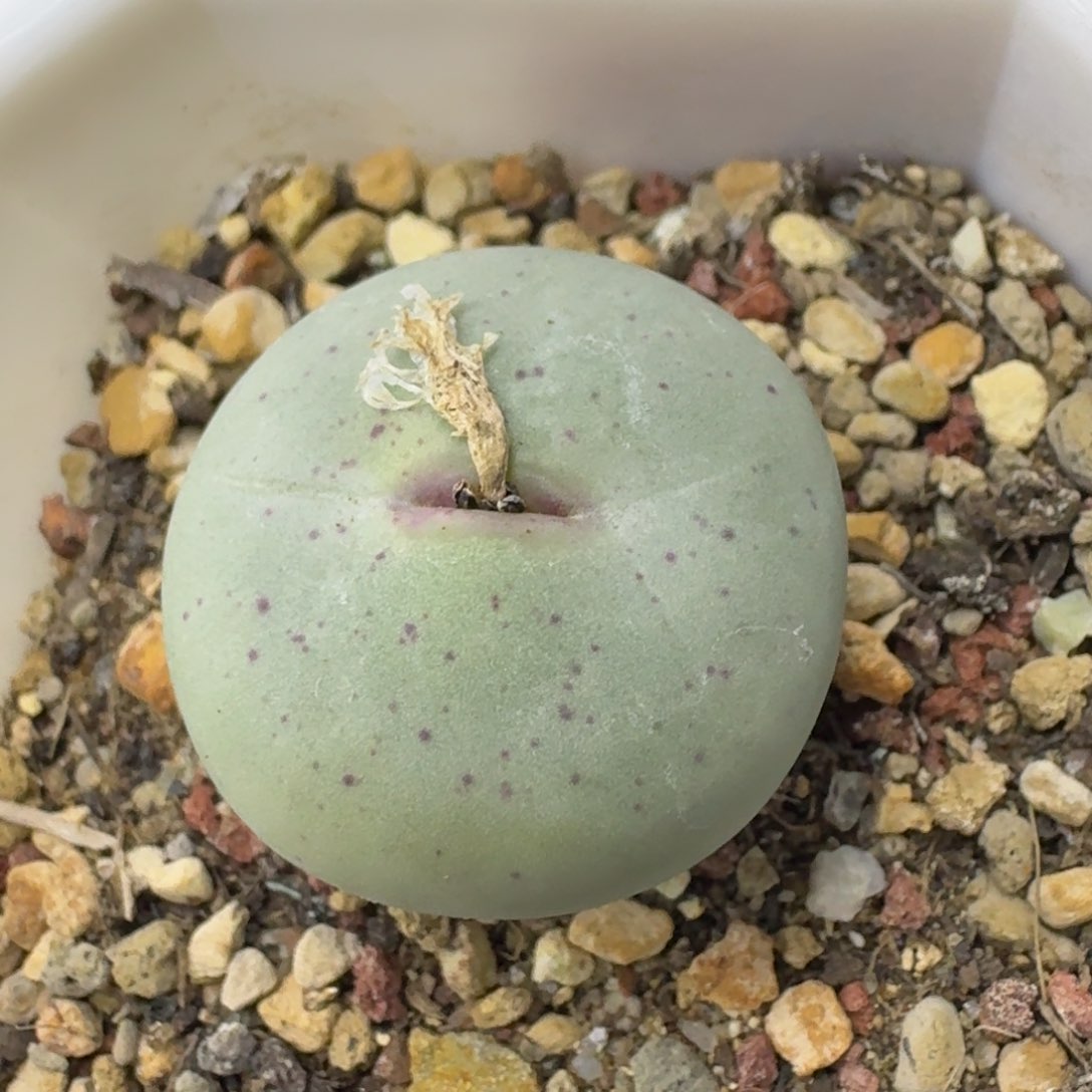 某宝 一锹多肉。               