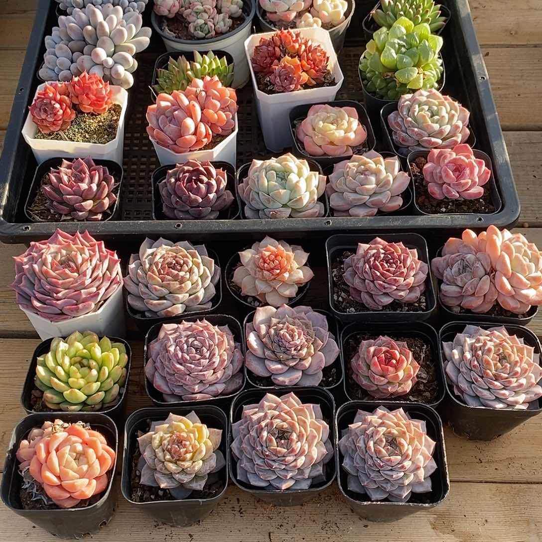 一****方1113006筐拍32棵