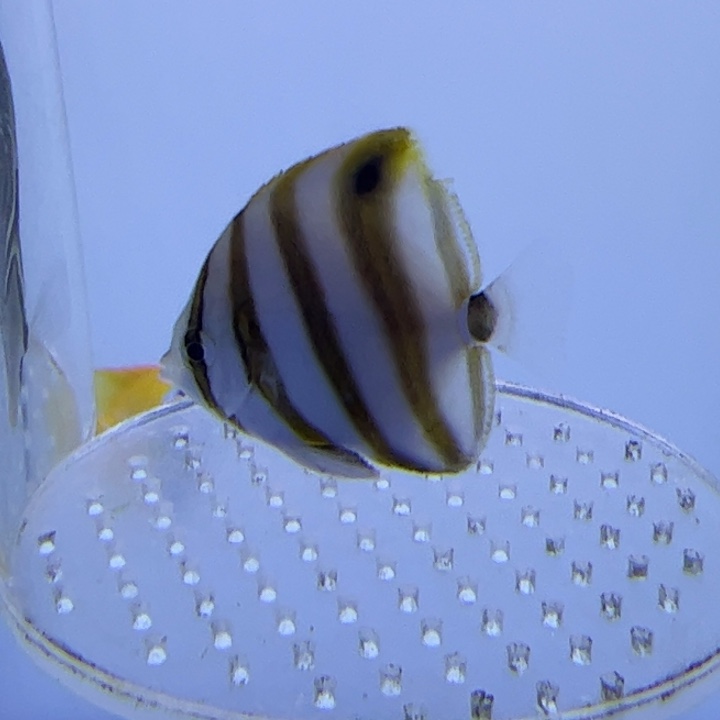 海水鱼草莓 65 豆腐蝶 90 包装10 运费20