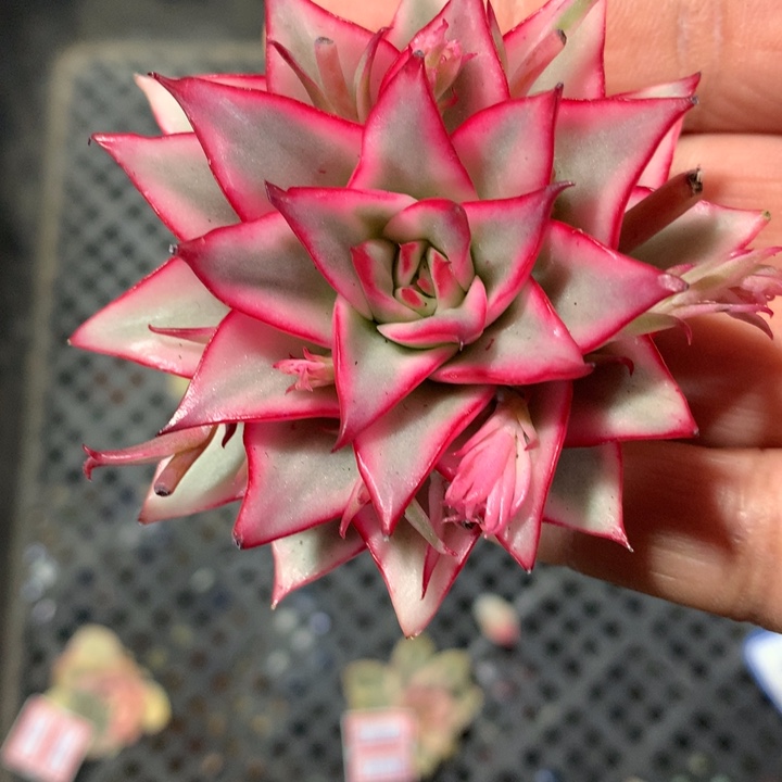 吉赛尔锦腹轮锦头盖