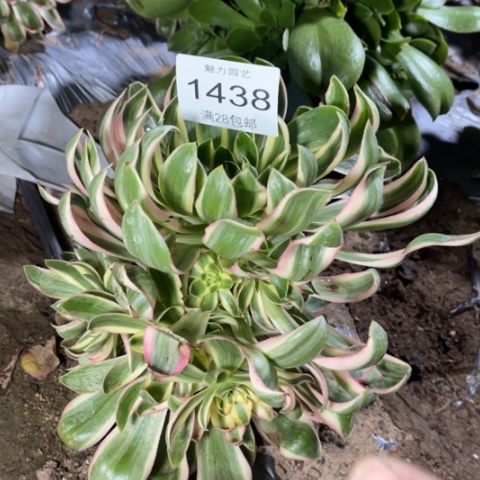 青莲的多肉多肉1438