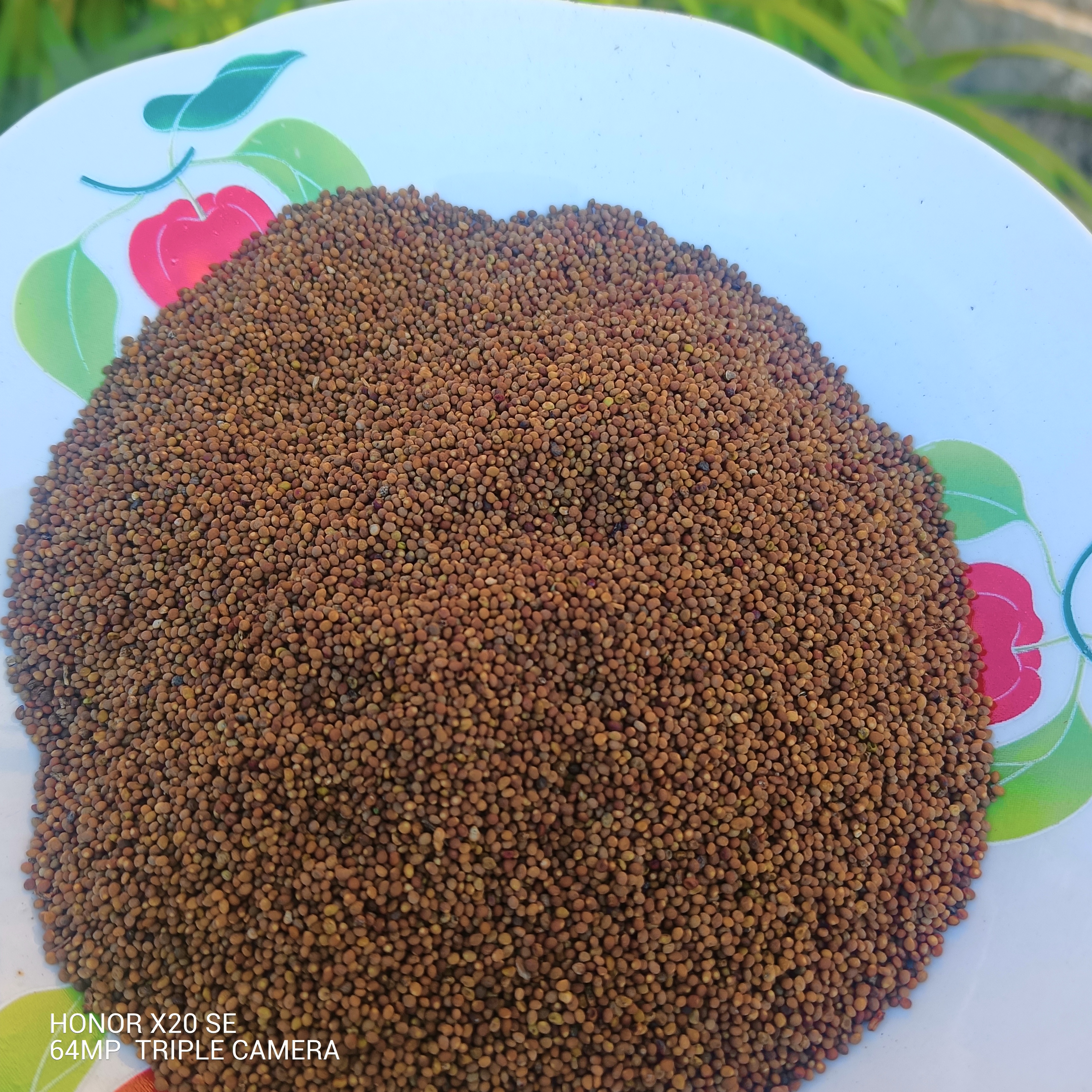 甘非种植小四子250g～500g包邮