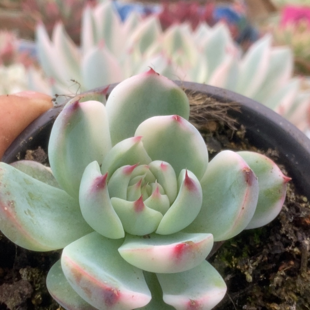 378锦锦锦锦锦锦锦锦锦