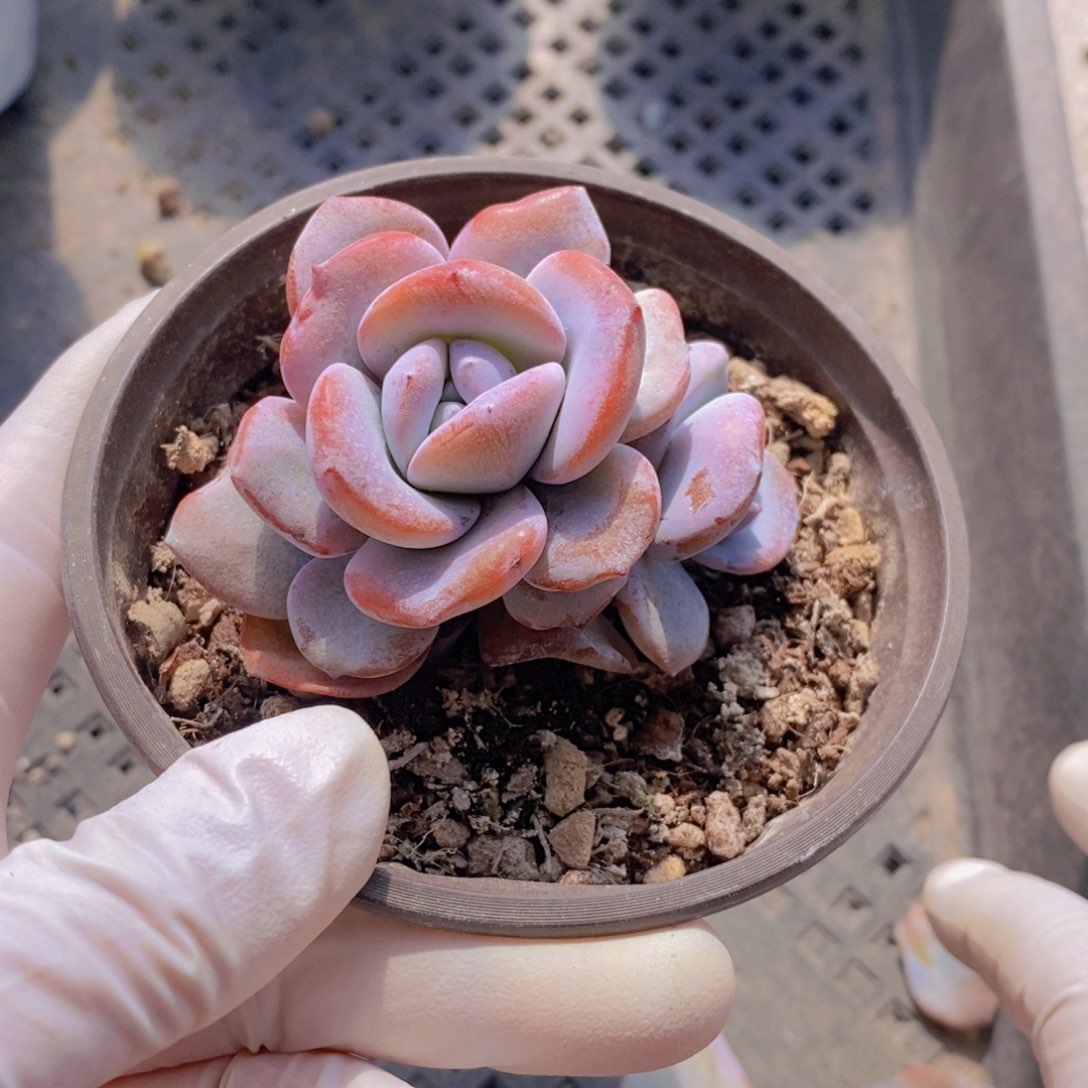 奶茶多肉植物1111111