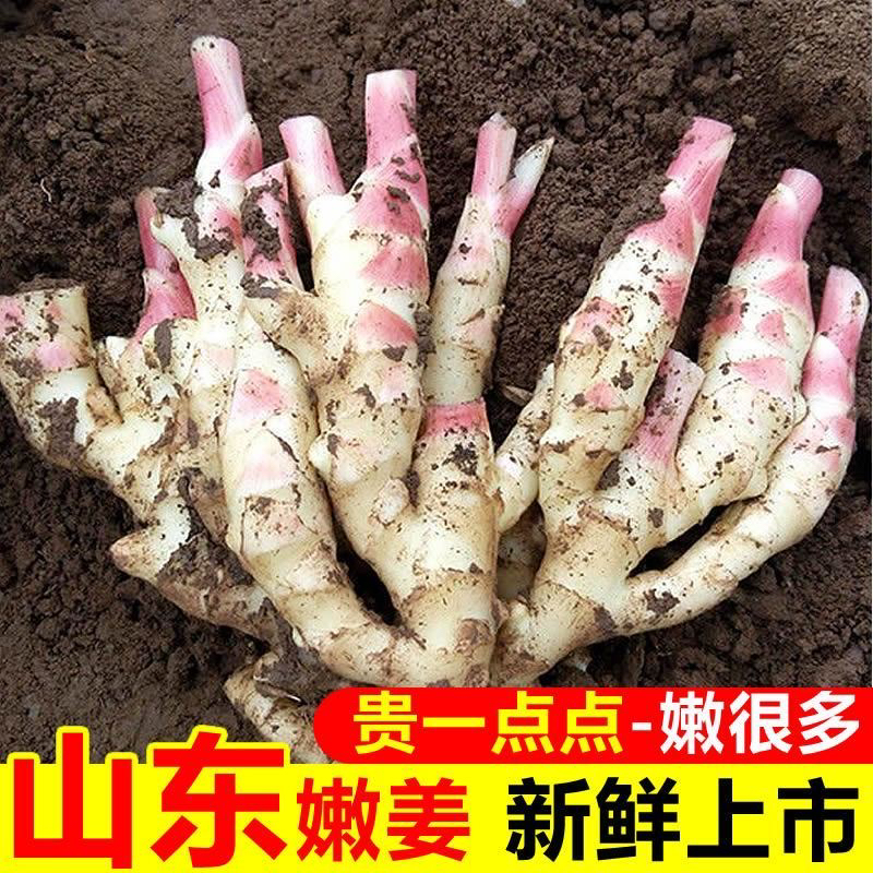山东新鲜生姜仔姜鲜姜蔬菜腌制姜红芽姜新姜脆嫩产地鲜嫩坏单包赔