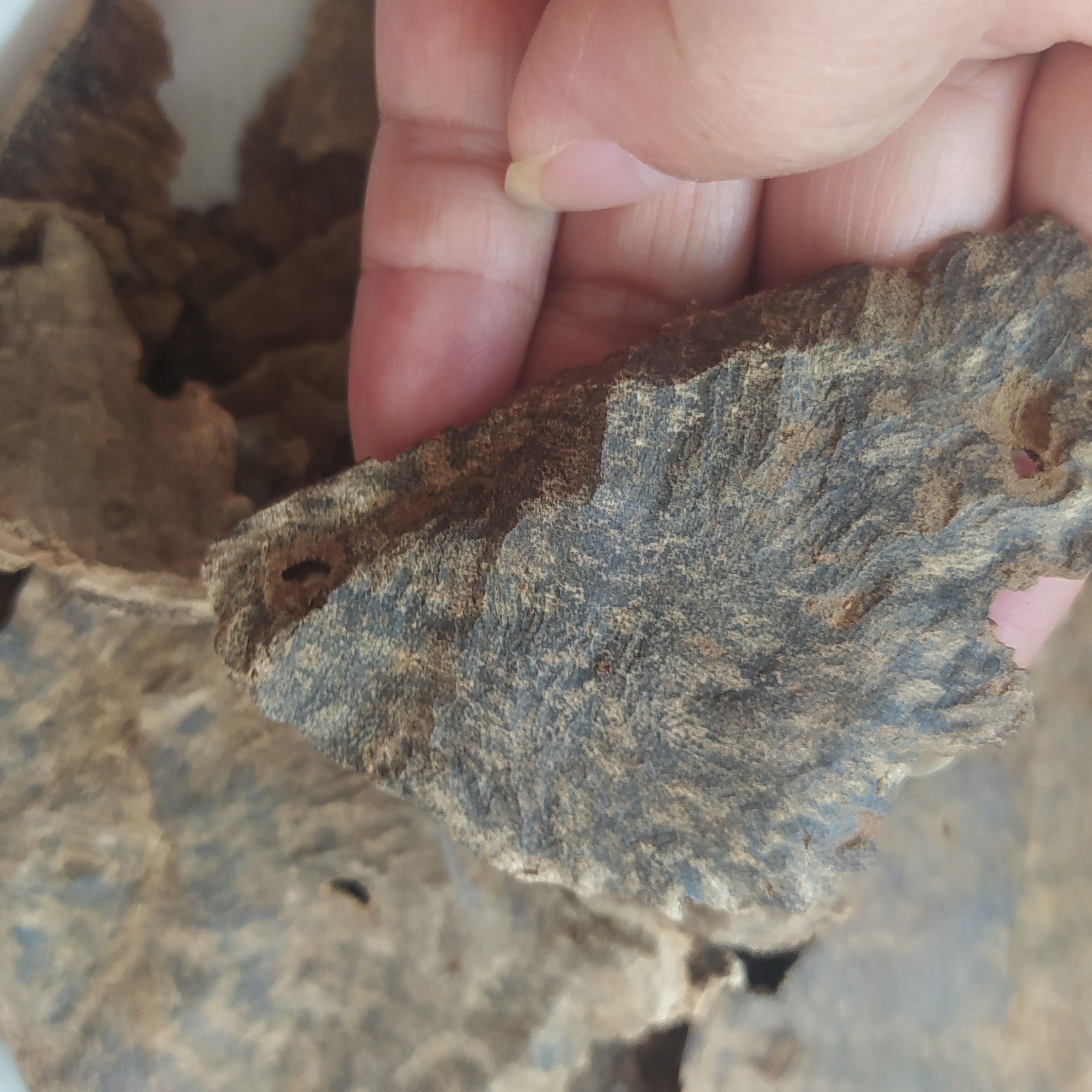 沉香 铁头国香 港香 熏香 品香料多样性发货